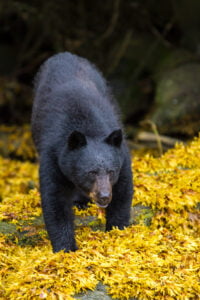 Black bear In Seaweed