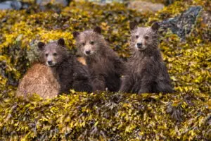 Cute Grizzly Bear Cubs