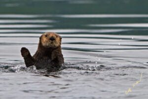 Sea Otter watching photo tour