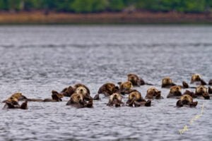 Sea Otters inside a raft