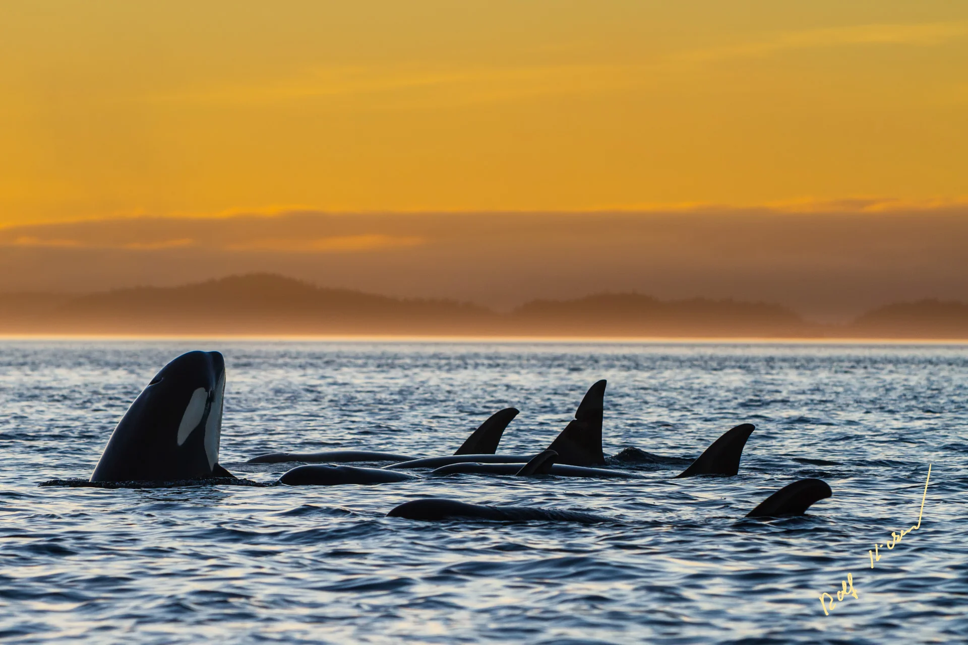 Northern Resident Orca Sunset