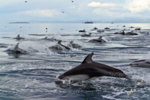 Dolphin Superpod