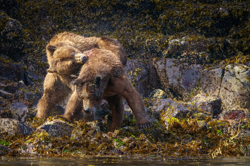 fighting grizzly bears knight inlet