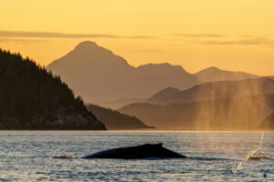 Humpback Whale Broughton