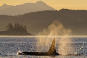 Male Orca Sunrise