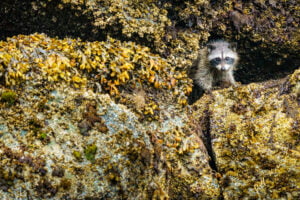 Cute Rakoon Watching