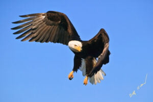 Bald Eagle Turning