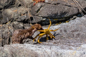 American Mink Broughton