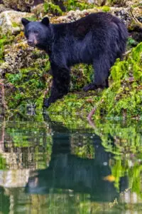Black Bear Reflection