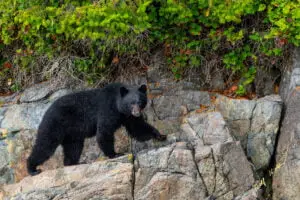 black bear watching knight inlet