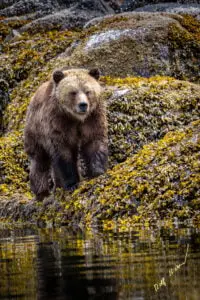 Family photo tour grizzly bear