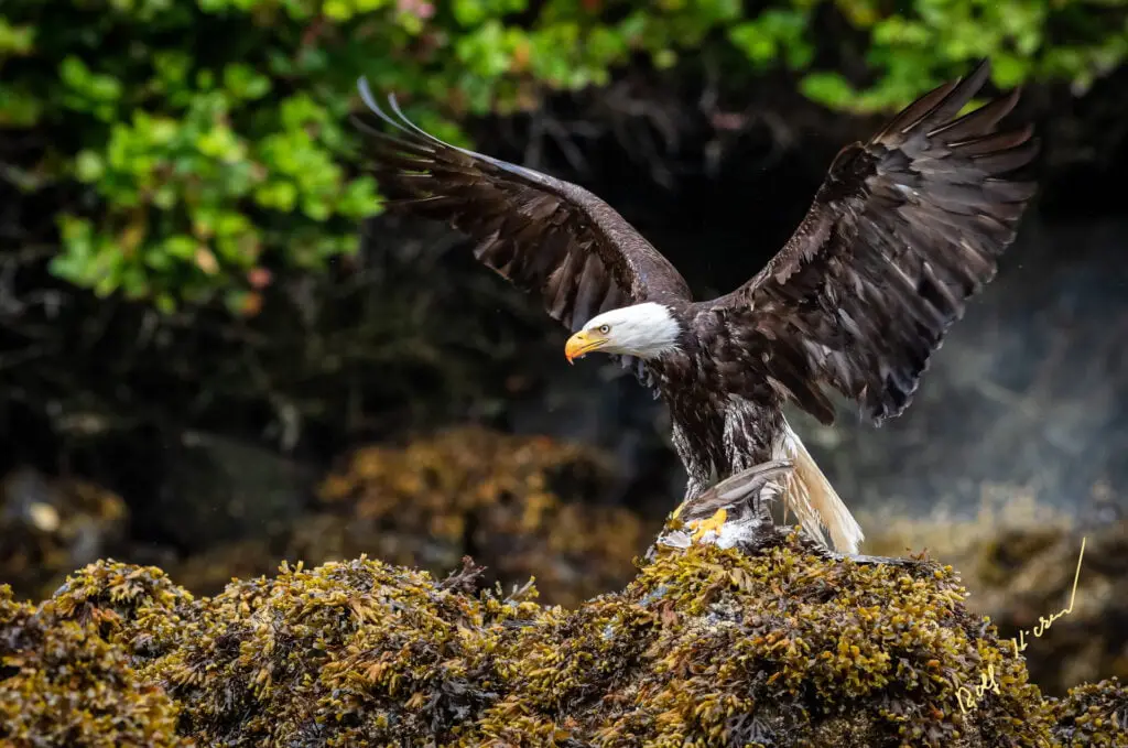 Bald Eagle Photo Tour