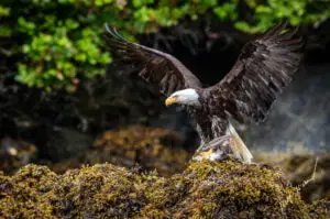 Bald Eagle Photo Tour
