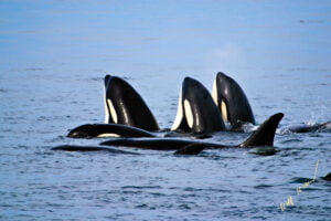 Northern Resident Orcas Spyhopping