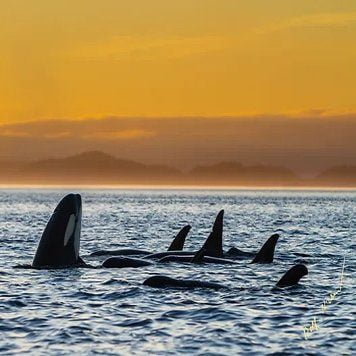 Family whale watching photo tour