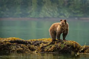 grizzly bear watching knight inlet