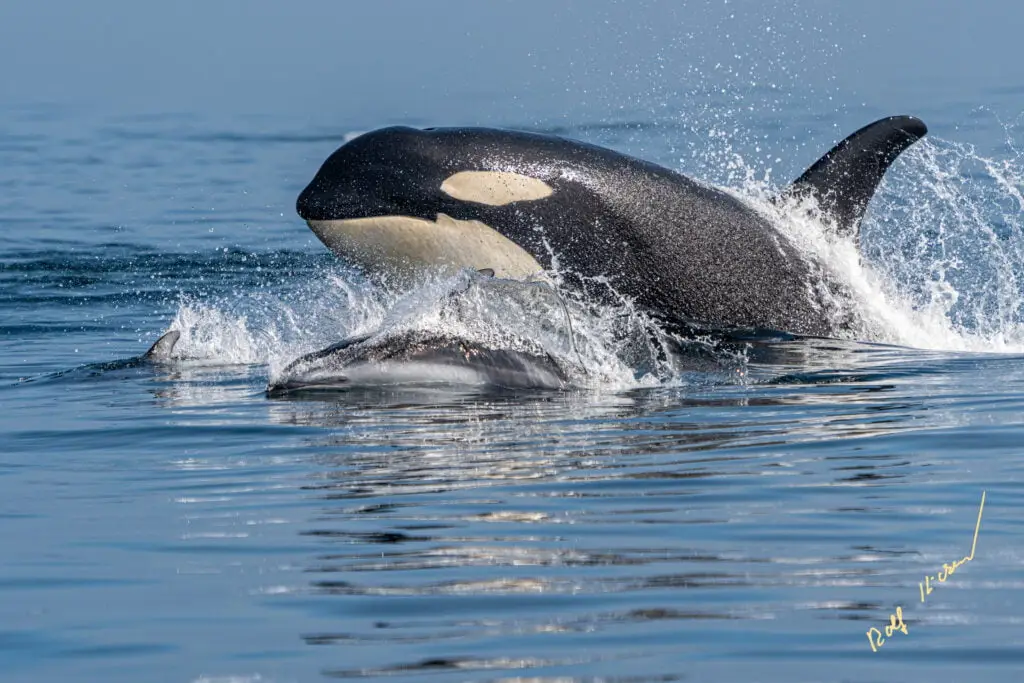 Orca Killer Whale swimming with dolphin