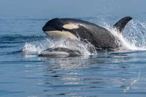 Orca Killer Whale swimming with dolphin