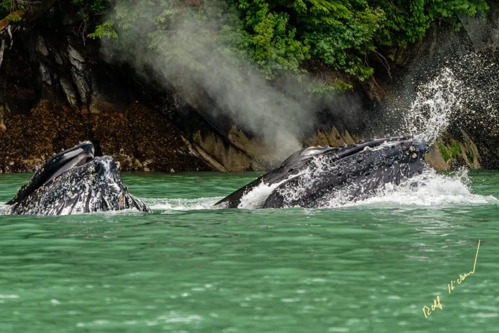 wildlife watching knight inlet