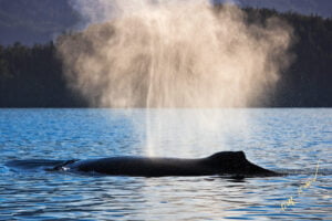 Humpback Whale Exhaling