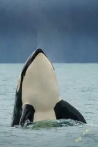 Spy-hopping orca on photo tour