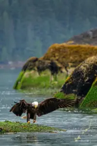 Bald Eagle on Knight Inlet tour