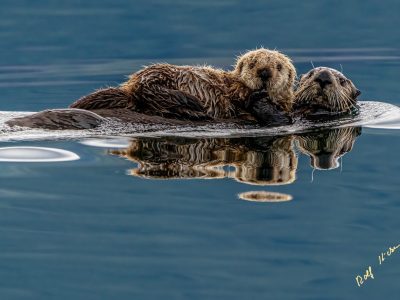 Sea Otter Mom with Pup